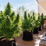 Cómo cultivar marihuana en exterior: consejos de cara a la temporada