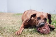 Beneficios de la dieta barf para perros y cachorros