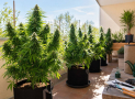 Cómo cultivar marihuana en exterior: consejos de cara a la temporada