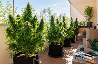 Cómo cultivar marihuana en exterior: consejos de cara a la temporada