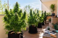 Cómo cultivar marihuana en exterior: consejos de cara a la temporada