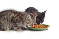 Los 10 mejores piensos para gatos