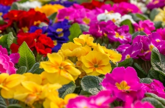 Los 5 mejores abonos líquidos