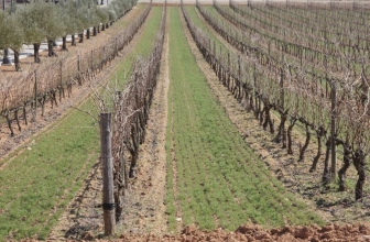 Los 6 vinos tintos crianza de ribera del Duero con mejor relación calidad precio