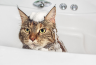 Los 7 mejores champús para gatos