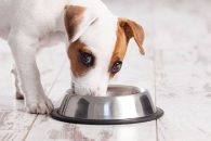 Los 10 mejores piensos para perros