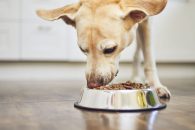 ¿Qué debe tener un buen pienso para perros?